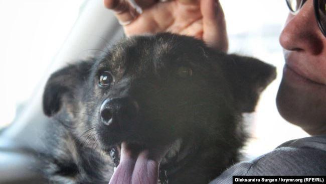 ФСБ повернула до України собаку із затопленного українського буксира “Яни Капу”