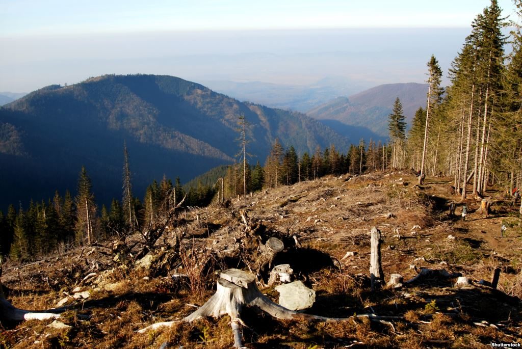 Українські нардепи посилили відповідальність за незаконну вирубку та контрабанду лісу